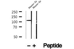 Western blot analysis of extracts of Neuro-2a cells, using Drebrin antibody. (DBN1 antibody  (Internal Region))