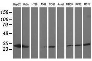 Image no. 2 for anti-Adenylate Kinase 3 (AK3) antibody (ABIN1496523) (Adenylate Kinase 3 antibody)