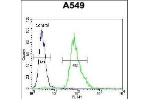 MYBPHL Antibody (N-term) (ABIN655765 and ABIN2845206) flow cytometric analysis of A549 cells (right histogram) compared to a negative control cell (left histogram). (MYBPHL antibody  (N-Term))