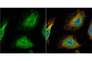 ICC/IF Image HNF1 alpha antibody [N1N3] detects HNF1 alpha protein at cytoplasm and nucleus by immunofluorescent analysis. (HNF1A antibody)