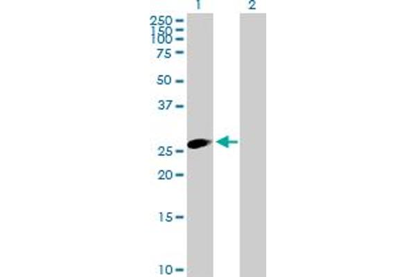 TRIM40 antibody  (AA 1-258)