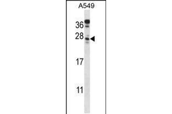 C4orf49 Antikörper  (C-Term)