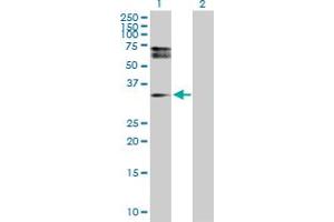 Western Blot analysis of HDGFRP3 expression in transfected 293T cell line by HDGFRP3 MaxPab polyclonal antibody. (HDGFRP3 antibody  (AA 1-203))