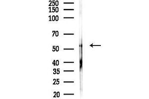 anti-Protein Disulfide Isomerase Family A, Member 6 (PDIA6) (C-Term) antibody