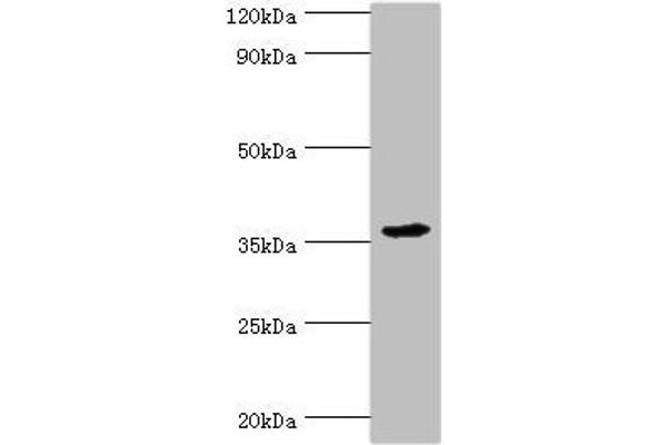 PDLIM1 antibody  (AA 1-329)