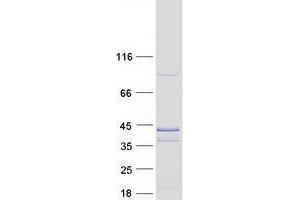 Western Blotting (WB) image for UBX Domain Protein 10 (UBXN10) protein (Myc-DYKDDDDK Tag) (ABIN2734929)