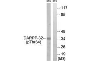 Western blot analysis of extracts from NIH-3T3 cells treated with PMA 125ng/ml 30', using DARPP-32 (Phospho-Thr34) Antibody. (DARPP32 antibody  (pThr34))