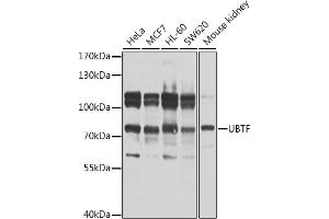 Western blot analysis of extracts of various cell lines, using UBTF antibody  at 1:1000 dilution. (UBTF antibody  (AA 200-440))