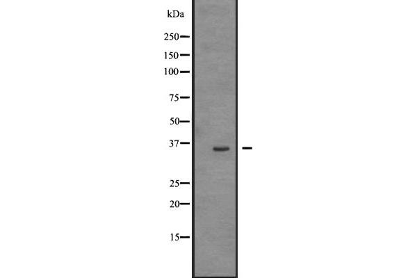 TRIO antibody  (Internal Region)