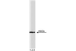 Western blot analysis of MEK1 on a A431 lysate (ABIN968533). (MEK1 antibody)