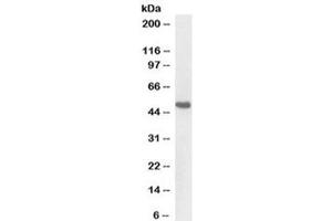 Western blot testing of pig kidney lysate with BMP7 antibody at 1ug/ml.