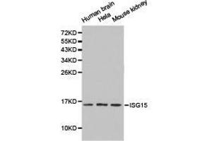 Western Blotting (WB) image for anti-ISG15 Ubiquitin-Like Modifier (ISG15) antibody (ABIN1873285) (ISG15 antibody)
