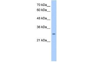 NRG1 antibody used at 0. (Neuregulin 1 antibody  (Middle Region))