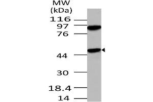 Image no. 1 for anti-Autophagy related 4B Cysteine Peptidase (ATG4B) (AA 150-393) antibody (ABIN5027034) (ATG4B antibody  (AA 150-393))