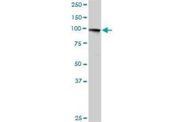 MTHFD1 antibody  (AA 1-935)