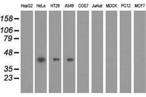 Western blot analysis of extracts (35 µg) from 9 different cell lines by using anti-PAICS monoclonal antibody. (PAICS antibody)