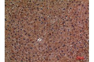 Immunohistochemistry (IHC) analysis of paraffin-embedded Mouse Liver, antibody was diluted at 1:100. (CD276 antibody  (Internal Region))