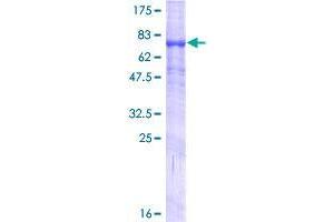 TMPRSS5 Protein (AA 1-457) (GST tag)