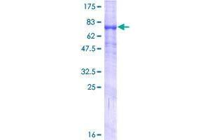 TMPRSS5 Protein (AA 1-457) (GST tag)