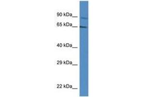 Image no. 1 for anti-MUS81 Endonuclease Homolog (MUS81) (AA 207-256) antibody (ABIN6747309) (MUS81 antibody  (AA 207-256))