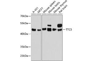 Western blot analysis of extracts of various cell lines, using TTC5 antibody (ABIN6128852, ABIN6149672, ABIN6149673 and ABIN6217156) at 1:3000 dilution.
