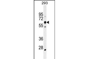 KRBA2 Antibody (Center) (ABIN655380 and ABIN2844933) western blot analysis in 293 cell line lysates (35 μg/lane). (KRBA2 antibody  (AA 157-186))