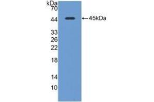 Detection of Recombinant CAV1, Mouse using Polyclonal Antibody to Caveolin 1 (CAV1) (Caveolin-1 antibody  (AA 2-104))
