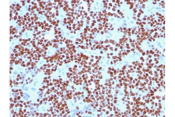 Nkx2-2 antibody