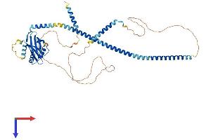 Coiled-Coil Domain Containing 61 (CCDC61) (AA 1-511) protein (His tag)