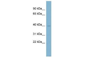 WB Suggested Anti-NDUFA9 Antibody Titration: 0.
