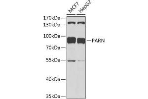 Western blot analysis of extracts of various cell lines, using PARN antibody (ABIN1681249, ABIN3018397, ABIN3018398 and ABIN6220460) at 1:1000 dilution.