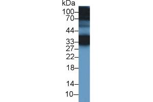 Western Blot; Sample: Mouse Ear lysate; Primary Ab: 1µg/ml Rabbit Anti-Human CREG1 Antibody Second Ab: 0. (CREG1 antibody  (AA 66-196))