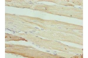 Immunohistochemistry of paraffin-embedded human skeletal muscle tissue using ABIN7166743 at dilution of 1:100 (MAB21L1 antibody  (AA 1-359))