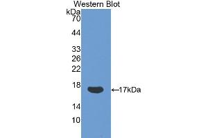 Western blot analysis of the recombinant protein. (Ribonuclease A8 antibody  (AA 19-154))