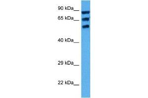 Host:  Mouse  Target Name:  CYP1A1  Sample Tissue:  Mouse Testis  Antibody Dilution:  1ug/ml