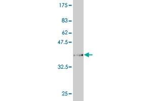 Western Blot detection against Immunogen (34. (PCDHA6 antibody  (AA 295-370))