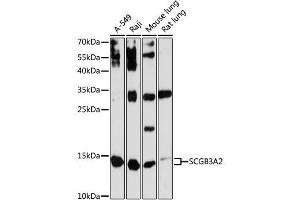 Western blot analysis of extracts of various cell lines, using SCGB3A2 antibody (ABIN6147429) at 1:3000 dilution. (SCGB3A2 antibody  (AA 1-93))