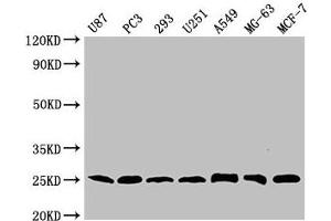 Western Blot Positive WB detected in: U87 whole cell lysate, PC-3 whole cell lysate, 293 whole cell lysate, U251 whole cell lysate, A549 whole cell lysate, MG-63 whole cell lysate, MCF-7 whole cell lysate All lanes CD9 antibody at 1:2000 Secondary Goat polyclonal to mouse IgG at 1/50000 dilution Predicted band size: 25 KDa Observed band size: 25 KDa Exposure time: 5 min (CD9 antibody  (AA 112-195))