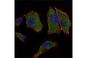 Immunofluorescence analysis of PANC-1 cells using COX4I1 mouse mAb (green). (COX IV antibody)