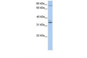 Image no. 1 for anti-Neuronal PAS Domain Protein 2 (NPAS2) (C-Term) antibody (ABIN6737820) (NPAS2 antibody  (C-Term))