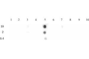 Histone H3K9ac antibody (pAb) tested by dot blot analysis.