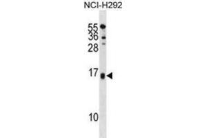 Western Blotting (WB) image for anti-Selenoprotein M (SELM) antibody (ABIN3001336)
