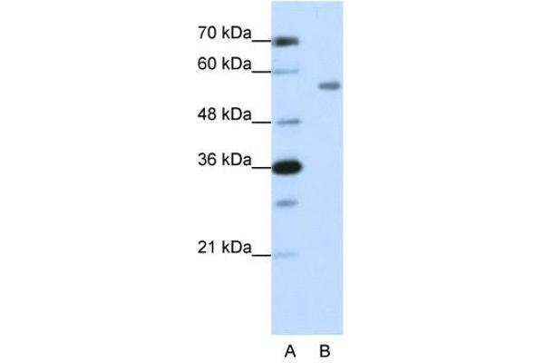 ZNF497 antibody  (N-Term)