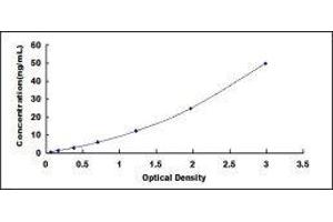 BCL2-Associated X Protein (BAX) ELISA Kit