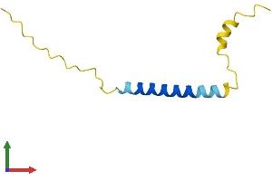 AlphaFold protein structure predicition of Mouse Recombinant Ctxn1 Protein, UniprotID Q8K129 (Cortexin 1 (CTXN1) (AA 1-82) protein (Fc Tag))