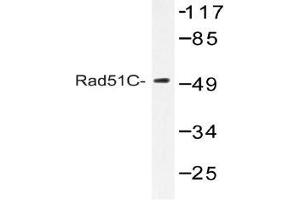 Western blot (WB) analysis of Rad51C antibody in extracts from COS-7 cells.