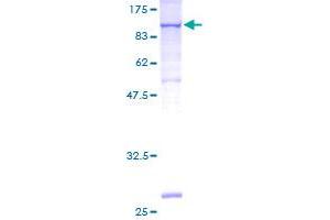 SDS-PAGE (SDS) image for Vascular Cell Adhesion Molecule 1 (VCAM1) (AA 1-739) protein (GST tag) (ABIN1324937) (VCAM1 Protein (AA 1-739) (GST tag))