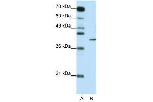 ZFP42 antibody used at 0. (ZFP42 antibody  (N-Term))