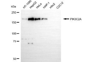 Western blotting analysis using PIK3C2A antibody (ABIN7799818). (PIK3C2A antibody)