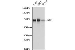 Western blot analysis of extracts of various cell lines, using NRF1 Rabbit mAb (ABIN7269022) at 1:1000 dilution.